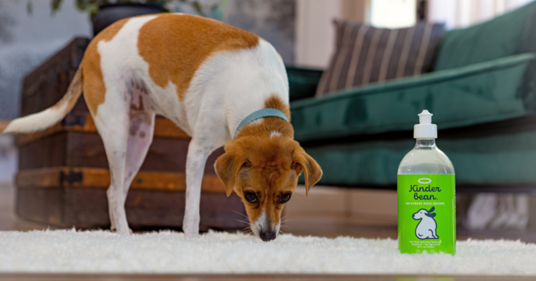 Dog sniffing carpet next to enzymatic cleaner