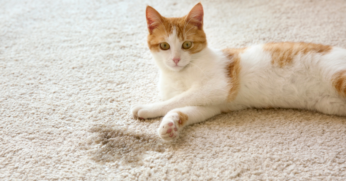 How to Really Get Cat Urine Smell Out of Your Carpet for Good