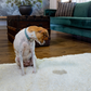 24 oz Kinderbean Dog & Cat Urine Stain & Odor Eliminator